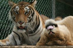 Tiger and lion share an afternoon nap at Tigers for Tomorrow